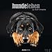 Hundeleben 2015 - Hunde - Bildkalender (33 x 33) - mit Zitaten und Foliendeckblatt - by Nicole Hollenstein by 