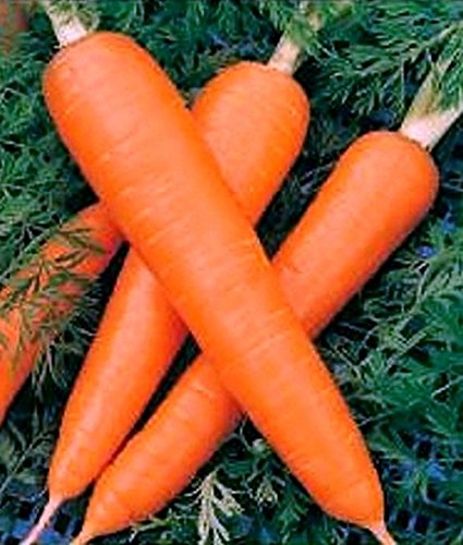 100 Stück Samen Karotten Krasnyy Velikan – Red Giant Bio Russisch Erbstück Gemüse - 2
