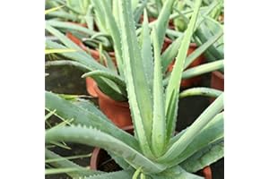 VIVEROS LA DAMA Aloe Vera Planta - Maceta 13cm. - Planta viva - (Envíos sólo a Península)