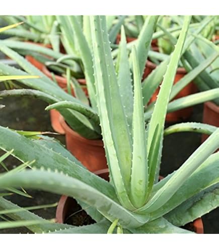 New Fresh 5 Samen Aloe Polyphylla - Seltene Spiral-Aloe Samen Für Garten & Balkon