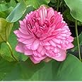 Thousand Petal Lotus Tuber Live Plant_Hybrid Variety Lotus Tuber_lotus Rhizome_Ultimated 1000 Petal Lotus Hybrid All season Tuber, Pack of 1 Healthy Lotus Tuber (BLOOMING WITHIN 30 DAYS)