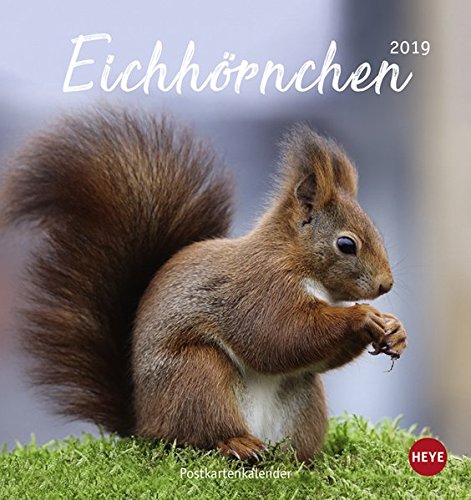 Eichhörnchen Postkartenkalender - Kalender 2019