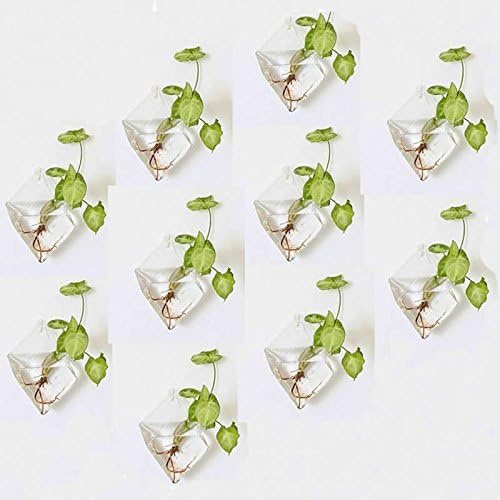Pack of 10 Wall Hanging Air Plant Terrariums Air Plant Containers Glass Hanging Planters Hanging Flower Pots Wall Glass Vases Glass Planters