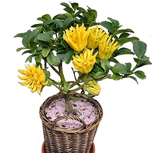 QHYDZ Garden-20/50pcs Raras Semillas Limonero 'Mano de Buda', un Arbol Llamativo Bonsai...