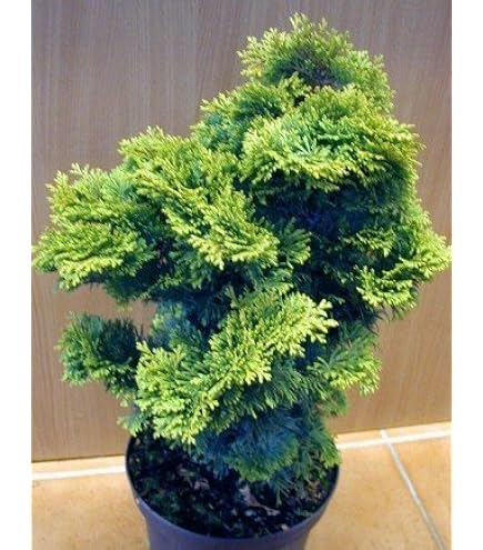 2x Blaue Raketenwacholder 120-130 Cm - Juniperus Blue Arrow Mit Dünger