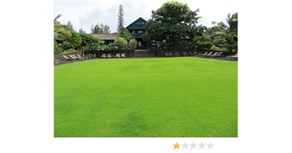 Creative Farmer Couch Lawn Grass Seeds Pack Of 5000 Seeds