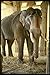 Produktbild 584035 Sacred Elephant To God Vishnu Srinagam Temple India A4 Photo Poster Print 10x8