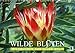 Produktbild Wilde Blüten: Wildblumen aus aller Welt (Wandkalender 2018 DIN A3 quer): Die wilden Schwestern unserer Gartenblumen und Topfpflanzen (Monatskalender, ... [Kalender] [Apr 01, 2017] CALVENDO, k.A.