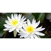 10 ADET NİL&Uuml;FER LOTUS &Ccedil;İ&Ccedil;EĞİ TOHUMU