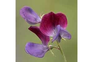 THE SEED SHED Sweet Pea Cupani Seeds – One of The Oldest Known, with an Amazing Scent – Hardy Annual – for Your Beautiful Garden