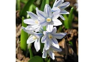 Bolly Bulbs® - 12 x Russian Snowdrops - Puschkinia Libanotica