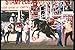 Produktbild 331043 Bareback A4 Photo Poster Print 10x8
