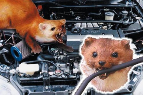 Marderschutzschlauch aus Kunststoff, Marderabwehr ohne Aufwand mit Kabelschutzschlauch, hitzebeständig, 2m Länge, Innen 10mm, Außen 13mm - 2