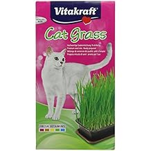 herbe à chat amazon