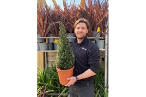 GENERIC Yew Cone -| Taxus Baccata Cone | 70-80cm