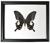 echte schmetterlinge bild Farbe: schwarz Wilai Schmetterling im Bilderrahmen,Red Helen