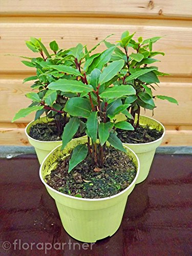 Gewürz Lorbeer Laurus nobilis Nachhaltige Kräuter Pflanzen 1stk.