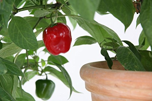 Baumchili, chili, Baumchili kaufen, Baumchili im 12cm Topf - 3