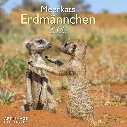 Télécharger Erdmännchen 2020 Broschürenkalender Livre eBook France