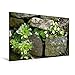 Produktbild Premium Textil-Leinwand 120 cm x 80 cm quer, Ein Motiv aus dem Kalender Sukkulenten | Wandbild, Bild auf Keilrahmen, Fertigbild auf echter Leinwand, Leinwanddruck (CALVENDO Natur) [Sep 08, 2016] LoRo-Artwork