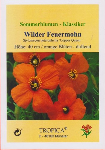 TROPICA – Wilder Feuermohn ( Stylomecon heteropyhllum-Copper Queen ) – 20 Samen - 4