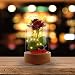 Produktbild MeeQee Beauty and The Beast Rose Kit, Red Rose Flower and LED Light with Fallen Petals in Glass Dome for Home Decor, Christmas Birthday Anniversary Valentine’s Day Wedding Gifts for Her