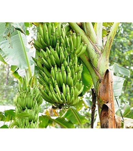 Nendran Banana Plant, Kerala Kela Tissue-Cultured, Outdoor Fruit