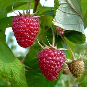 Tayberry - Kreuzung zwischen Himbeere und Brombeere