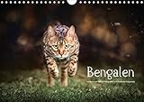 Bengalen Outdoor und Action (Wandkalender 2018 DIN A4 quer): Bengalen, die kleinen Leoparden in freier Natur (Monatskalender, 14 Seiten ) (CALVENDO Tiere) by