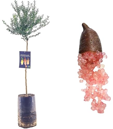 Limone caviale rosa Citrus australasica pianta di Finger Lime in mastello ø40 cm. Vivaio di Castelletto