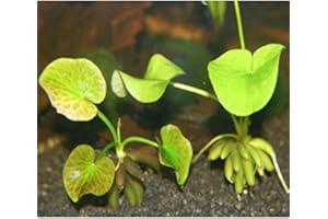 AQUADIP Banana Lily - Nymphoides Aquatica