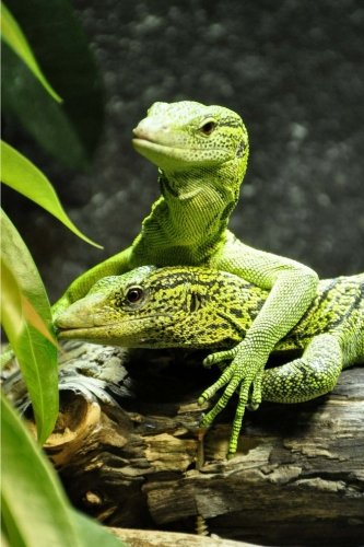 Preisvergleich Produktbild Tree Monitor Notebook