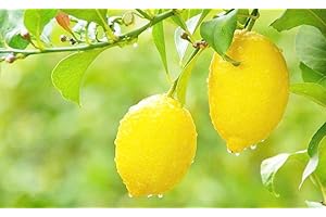EYSII Arbre fruitier de citron organique jaune 20 graines pour planter intérieur/extérieur