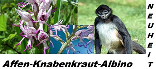 25x Affen Orchidee Blumen Pflanze Blumensamen Affen Knabenkraut Albino Zimmerpflanze Saatgut Samen Neuheit #35 - 3