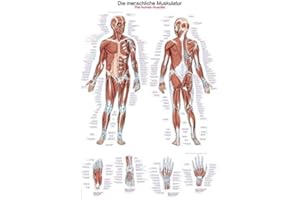 ‎ERLER-ZIMMER Lehrtafel"Die menschliche Muskulatur", 70x100cm
