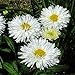 Produktbild Samen Paket: Pack Shastadaisy Leucathemum X 6 X Superba 'Cumulus' Plug n