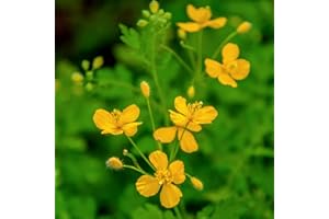 BRKENT 150 semi di Celidonia Celidonia Chelidonium giardino di erbe regalo erbe piante piante tappezzanti piante resistenti al letto rialzato piante resistenti per balcone