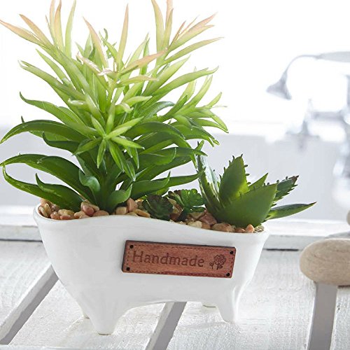 Bathroom Plants: Amazon.co.uk