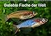 Produktbild Beliebte Fische der Welt (Wandkalender 2019 DIN A3 quer): Farbenprächtige Süßwasserfische (Monatskalender, 14 Seiten ) (CALVENDO Tiere)
