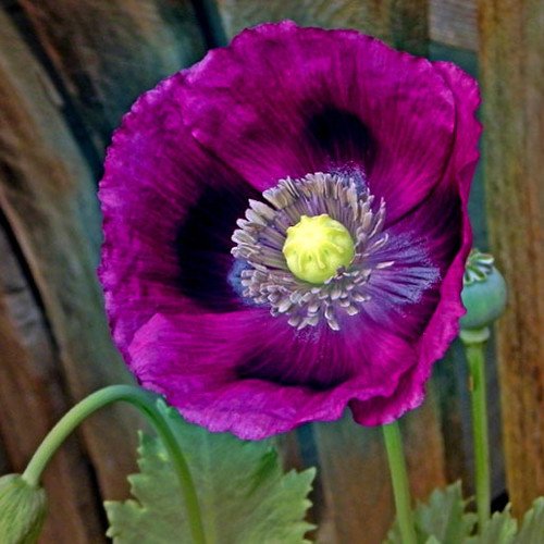 Papaver Somniferum 'Lauren's Grape' Seeds