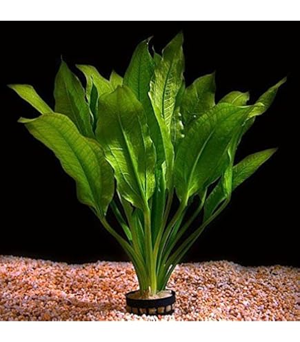 Echinodorus Grisebachii Bleher - Große Amazonas Schwertpflanze Für Aquarien