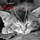 Cats 2011 by Tilo Rausch