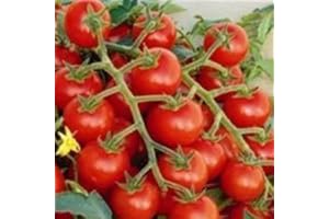 VIRIDIS HORTUS Tomato Rubinka - 30 x Vegetable Seeds (Cherry-Sized Early Maturing Variety)