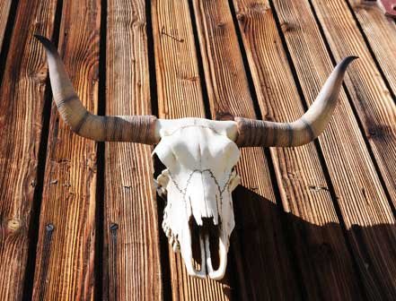 Bullenschädel Bullen Longhorn Schädel Skull Wicca Türbogen Metal LARP - 3