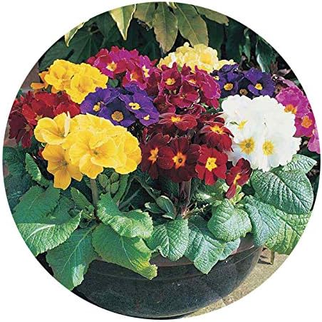 JPD Plants Polyanthus High Seas (24 Jumbo)