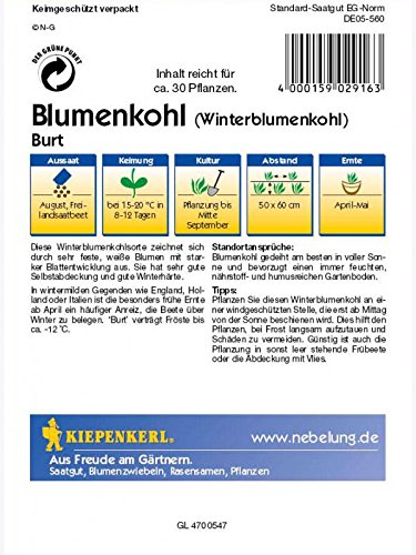 Blumenkohl Winterblumenkohl Burt F1 weiss - 2