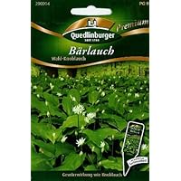 Suchergebnis auf Amazon.de für: Wilder Knoblauch - Blumen ...