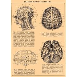 Vintage de anatomía del cerebro humano