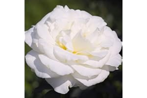 White Rose Flower 'Scented Double’ Rosa Hardy Shrub Fragrant Double Blooms Easy to Grow Your Own Garden Flowers, Supplied As 1x Bare Root Plant by Thompson & Morgan (White)