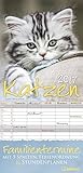 Katzen 2017 - Familientermine 5 Spalten, Katzenkalender - 23 x 45,5 cm by 